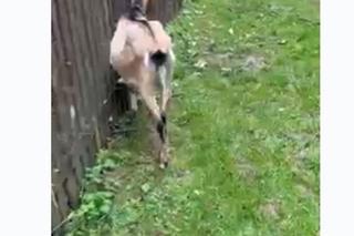 Przemyśl. Kozy okradają łosię Tobi [GALERIA]