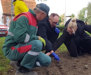 Nie tylko żonkile. Tysiące cebulek kwiatowych posadzono dziś na Polu Nadziei w Lesznie