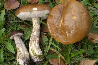 Kalendarz grzybiarza 2023. Te grzyby zbieraj we wrześniu i październiku na Podkarpaciu 