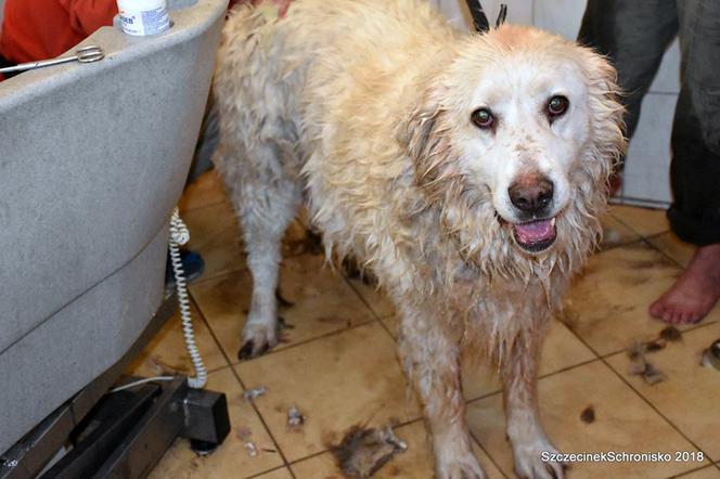 Bella trafiła do schroniska w Szczecinku