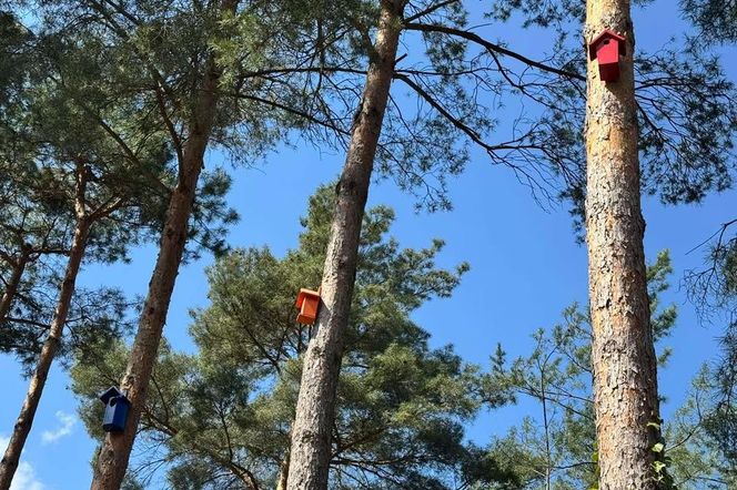 Wiewiórki wybrały sobie na opiekuna pana Krystiana. Założyły rodzinę tam, gdzie się ich najmniej spodziewał