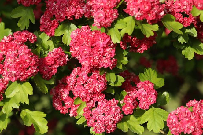 Głóg pośredni 'Paul's Scarlet'