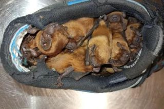 Stracił buty, bo zamieszkały w nich nietoperze! Niecodzienna sytuacja na Bielanach