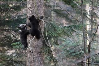  Wiosenne harce misiów  w Bieszczadach [GALERIA]