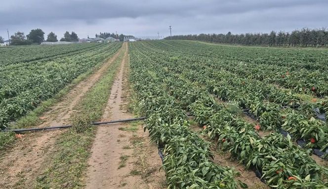 Rolnik rozdają paprykę za darmo! Ceny na skupie to dramat