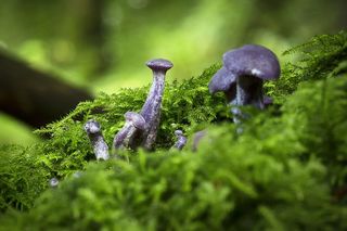 Ten niezwykły grzyb rośnie głównie na... cmentarzach. Mało kto wie, że jest jadalny