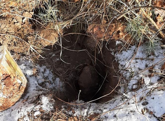Poszukiwacz skarbów wykopał sporą dziurę w lesie.