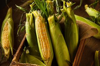 Kukurydza: wartość odżywcza zboża bez glutenu