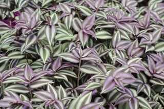 Pasiatka zwisła = Trzykrotka zwisła - Tradescantia zebrina = Zebrina pendula