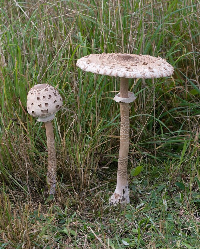 Grzyby w kujawsko-pomorskim