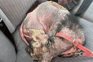 Studentka prawa nie pomogła psu