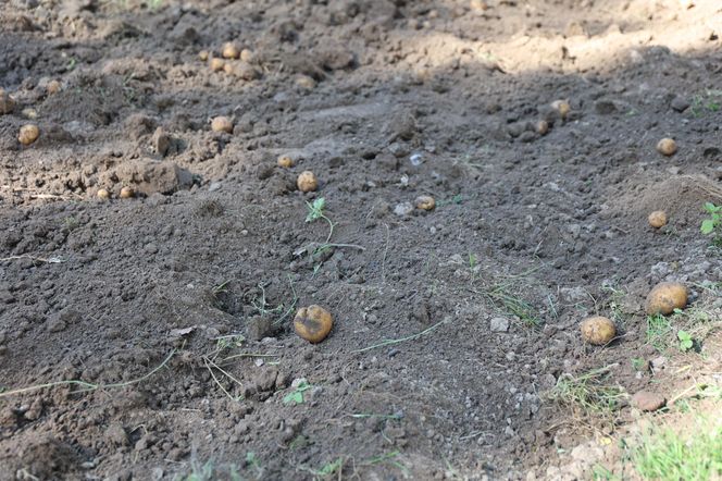 W skansenie w Lublinie pokazali, jak dawniej wyglądały wykopki kartoflane