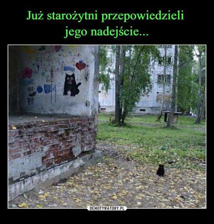Koty opanowały internet! Memy z mruczkami bawią do łez [TOP 45]