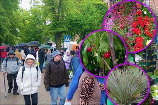 Wały Chrobrego zakwitły kolorami. Pomimo deszczu i zimna, kiermasz Pamiętajcie o ogrodach przyciągnął tłumy