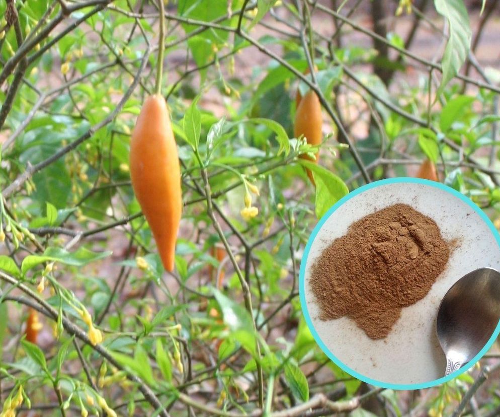 Roślinny lek ibogaina jest zakazany między innymi w Polsce i USA