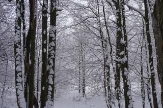 To miejsce zimą przypomina Narnię. Las Zwierzyniecki znajduje się w sercu Białegostoku [ZDJĘCIA]