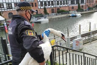 Gdańsk: Łabędź w blasku fleszy przed Zieloną Bramą. Co się stało z lokalnym celebrytą?