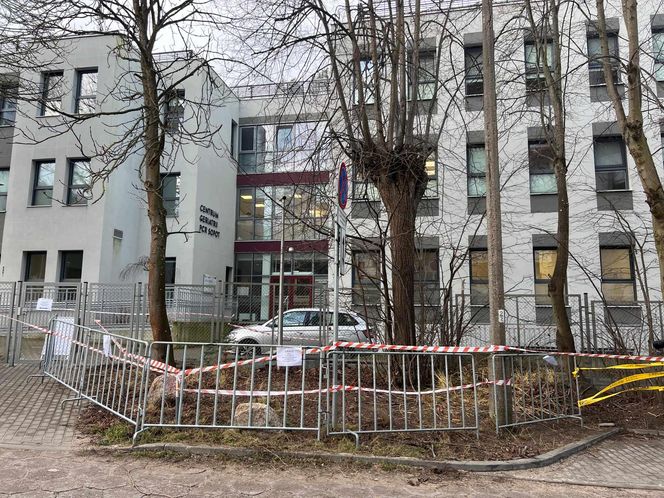 Sopot. Dziki urodziły się obok parkingu. Maciora i warchlaki przy Centrum Opieki Geriatrycznej