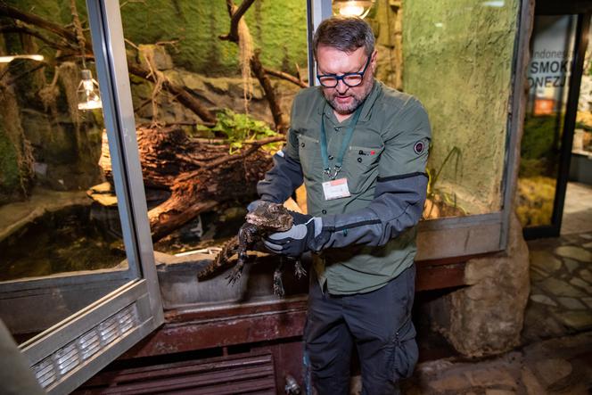 Kajman złapany we Wrocławiu trafił do ogrodu zoologicznego