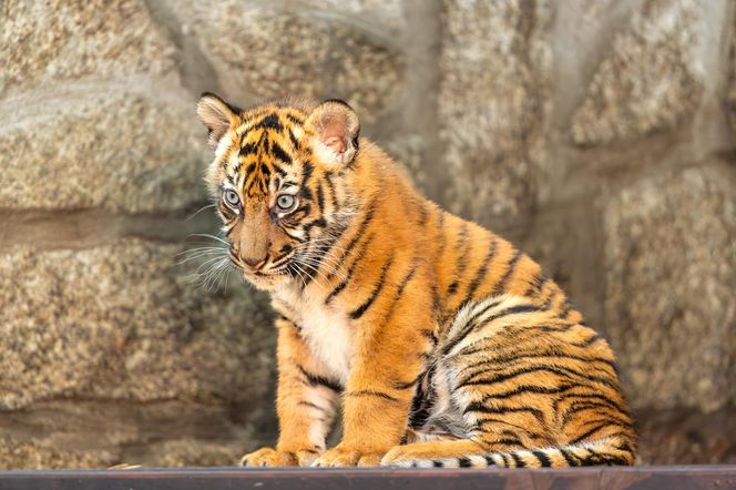 Niesamowite narodziny we wrocławskim zoo. Na świat przyszły cztery tygrysy sumatrzańskie 