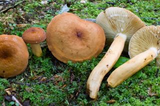 Ten grzyb o rybim zapachu rośnie w polskich lasach. Niewielu wie, że można spożywać go na surowo