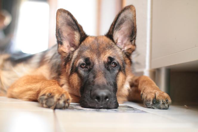 Kara za szczekanie psa nałożona na jego właścicielkę przez elbląski sąd