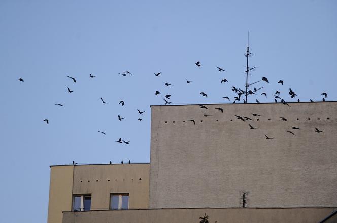 Jastrząb zaprowadzi porządek na Ursynowie. Nietypowy pomysł w Warszawie