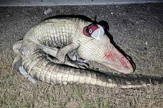 Samochód zderzył się z aligatorem! Nie żyje matka, ranne dzieci. ZDJĘCIA