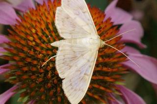 Jakie zwierzęta i rośliny można zaobserwować w Górkach Fordońskich?