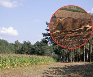 Dramat na Podlasiu. Postrzelone zwierzę konało całą noc w polu kukurydzy