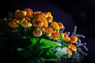 Pantofelnik (Calceolaria)