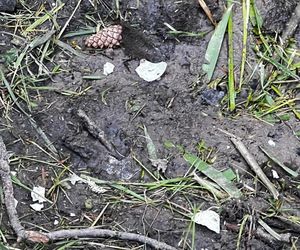 Warszawa, Wesoła. Zniszczone gniazda kaczek