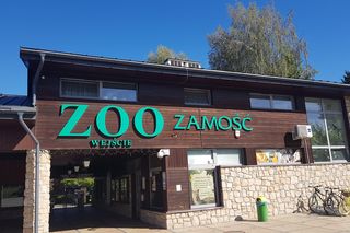 Wielka radość w zoo! Na świat przyszły młode kotoniedźwiedzie