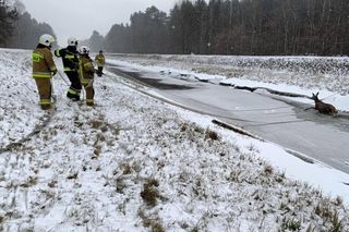 Strażacy uratowali jelenia, pod którym załamał się lód