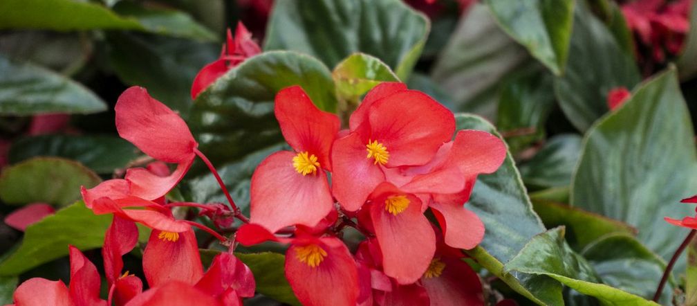 Begonia stale kwitnąca