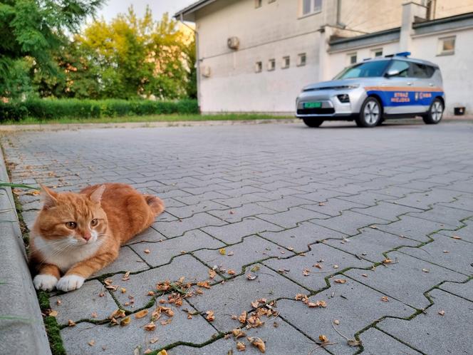 Garfield szybko zdobył należne mu miejsce w komendzie Straży Miejskiej w Świdniku