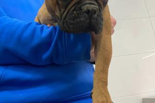 Psy uwięzione w mieszkaniu