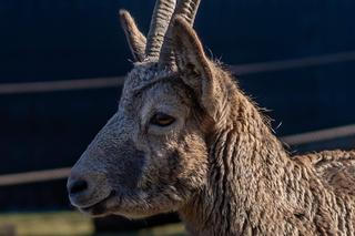 W łódzkim zoo zamieszkały koziorożce syberyjskie