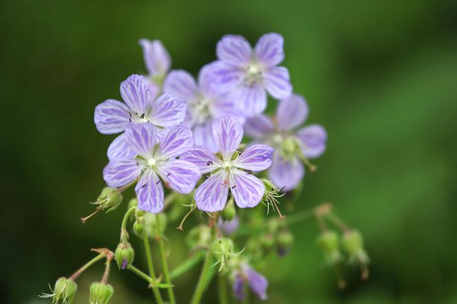 Bodziszek łąkowy (Geranium pratense)