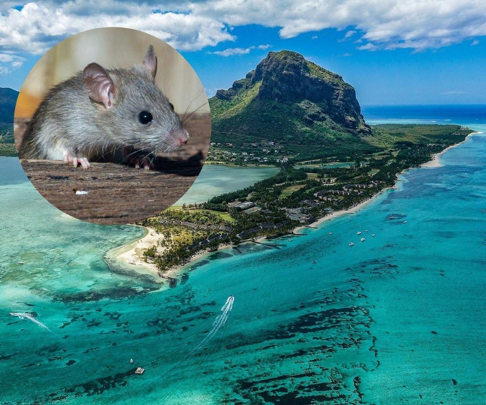Ogromne problemy na rajskiej wyspie. Szczury roznoszą tam groźną chorobę
