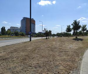 Zrobili pustynię w środku miasta. Wielkie koszenie trawy w Warszawie. Urzędnicy tłumaczą dlaczego