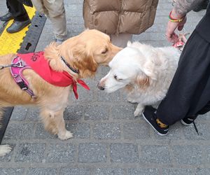 33. Finał WOŚP z grupą krakowskich Golden Retrieverów