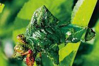 Zwalczanie mszyc - jak walczyć ze szkodnikami roślin