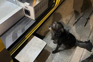 Wierna suczka uratowała pana w ostatniej chwili. Polały się łzy wzruszenia