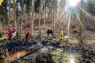 Łoś utkwił w bagnie po uszy! Z pomocą ruszyli strażacy