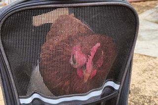 ​Stowarzyszenie Boszkowskie Koty i Psy zawiesza działalność. Działa w Lesznie i okolicy