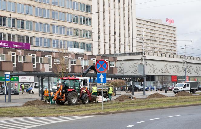 Katowice będą bardziej zielone. Nowe tereny zazielenienia