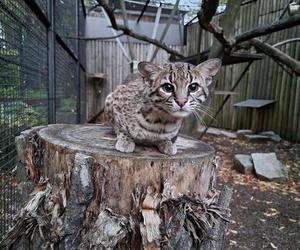 Woliera dla kotów argentyńskich w Śląskim Zoo - Prisca i Messi w nowym domu