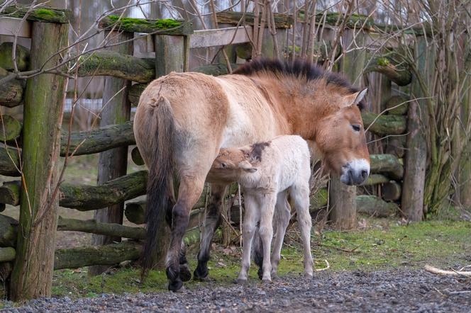 Klaczka konia Przewalskiego z matką Pimą w warszawskim ZOO