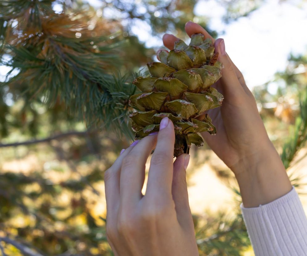Cudowny lek z tajgi wspiera serce i siły witalne. Pokochasz go od razu